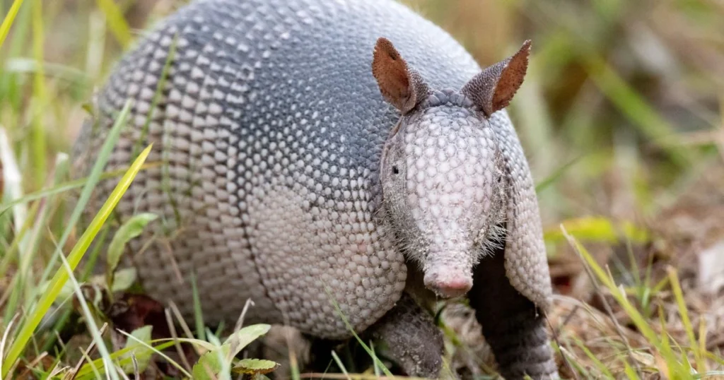 are armadillos endangered