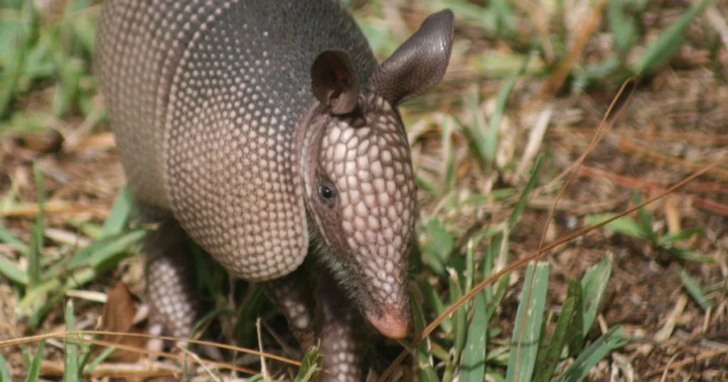 are armadillos reptiles