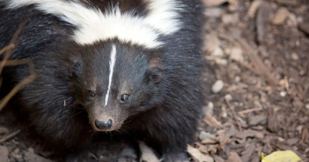 essential oil skunk repellent