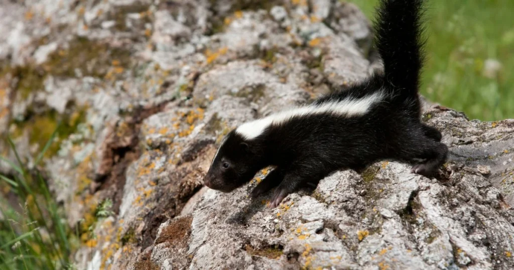 skunk litter