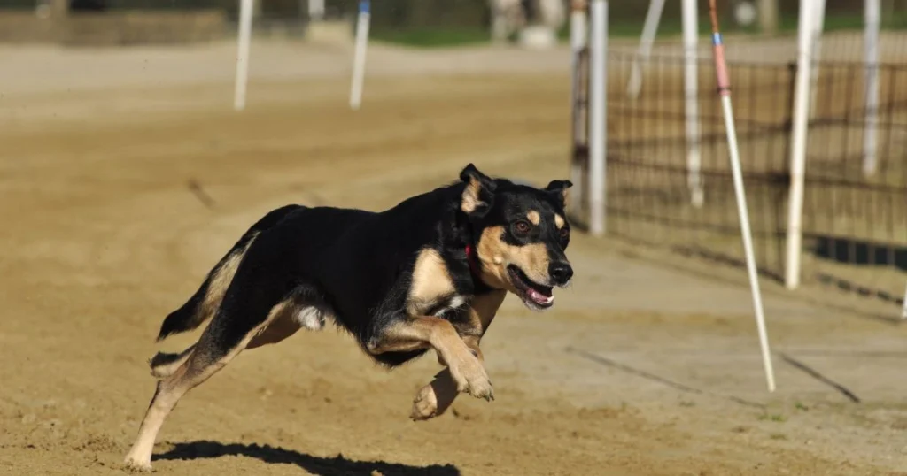 skunk attack dog