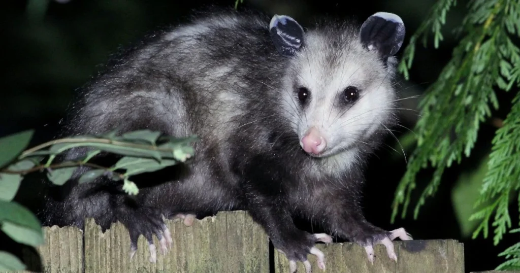 opossum marsupial