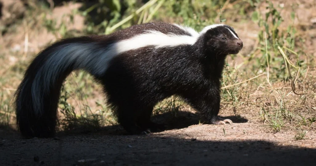 skunk under porch