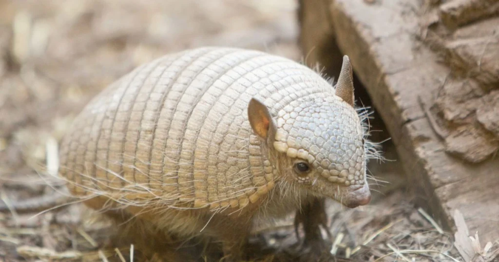 leprosy from armadillos