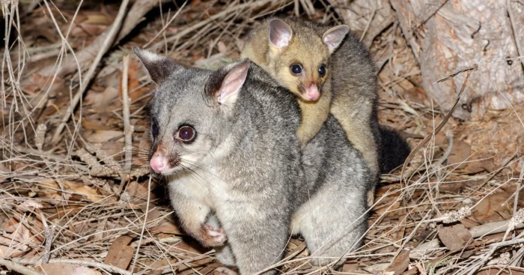 opossum and possum difference