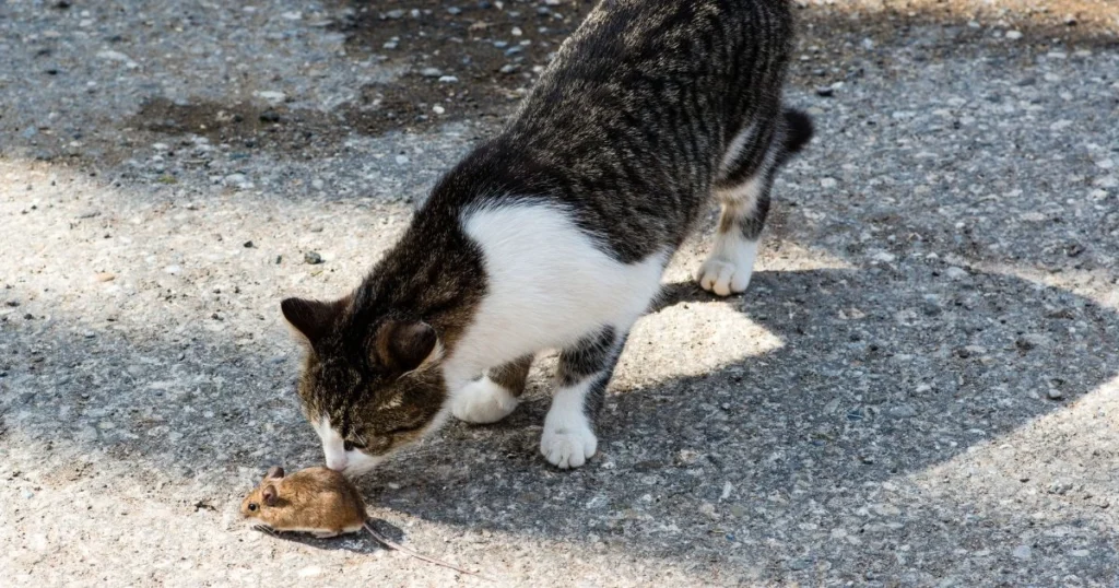 what do mice like for treats