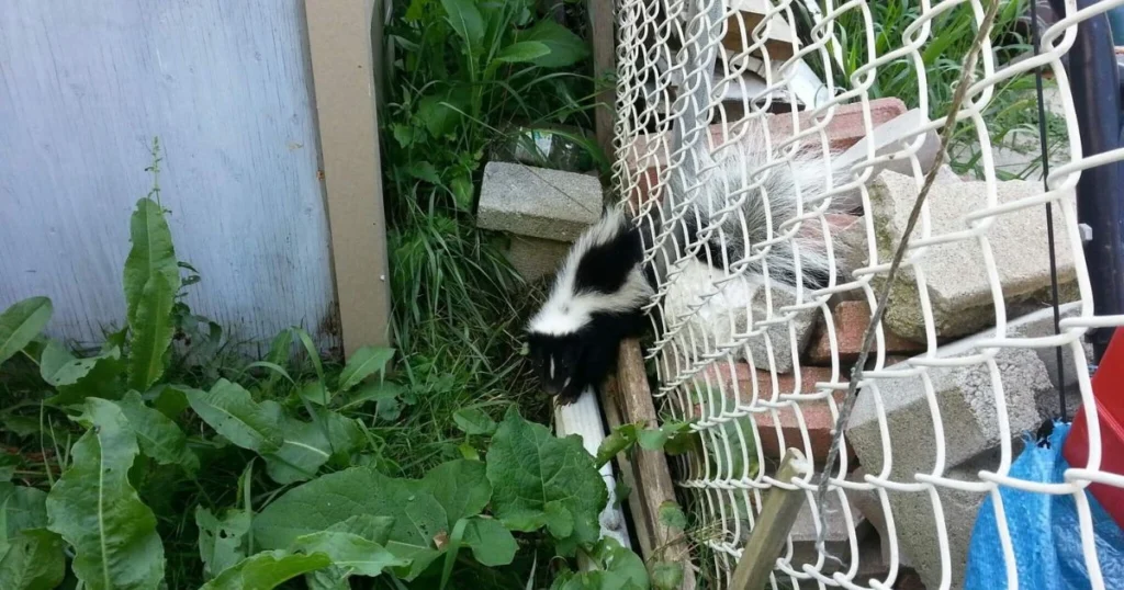 skunk barrier