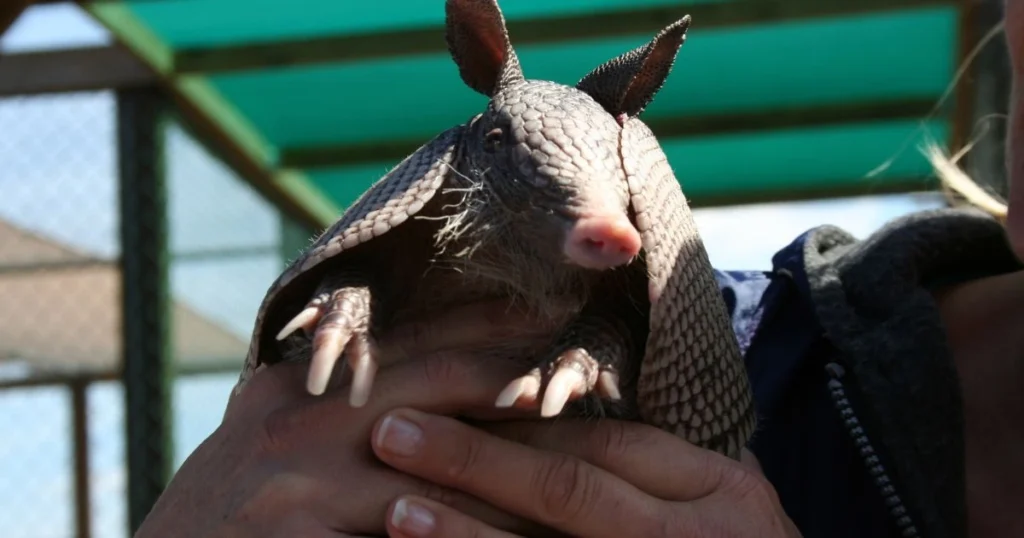 are armadillos endangered