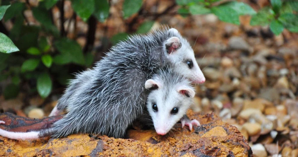 is it possum or opossum