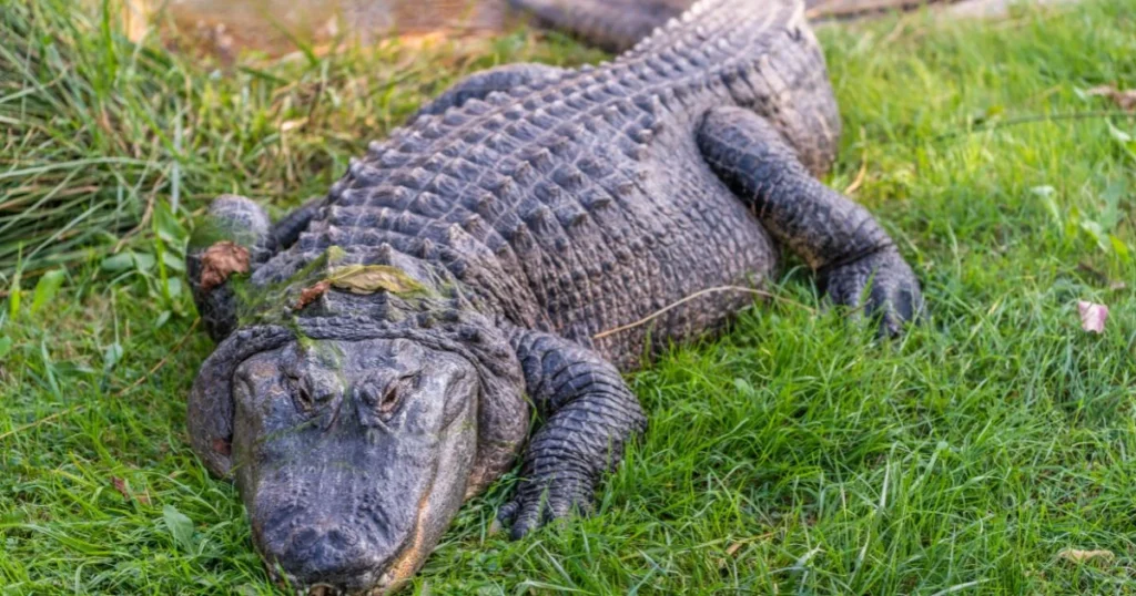 armadillos predators