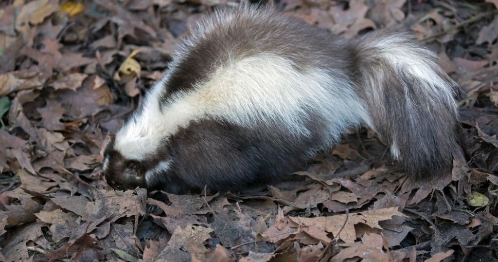 pet skunk diet