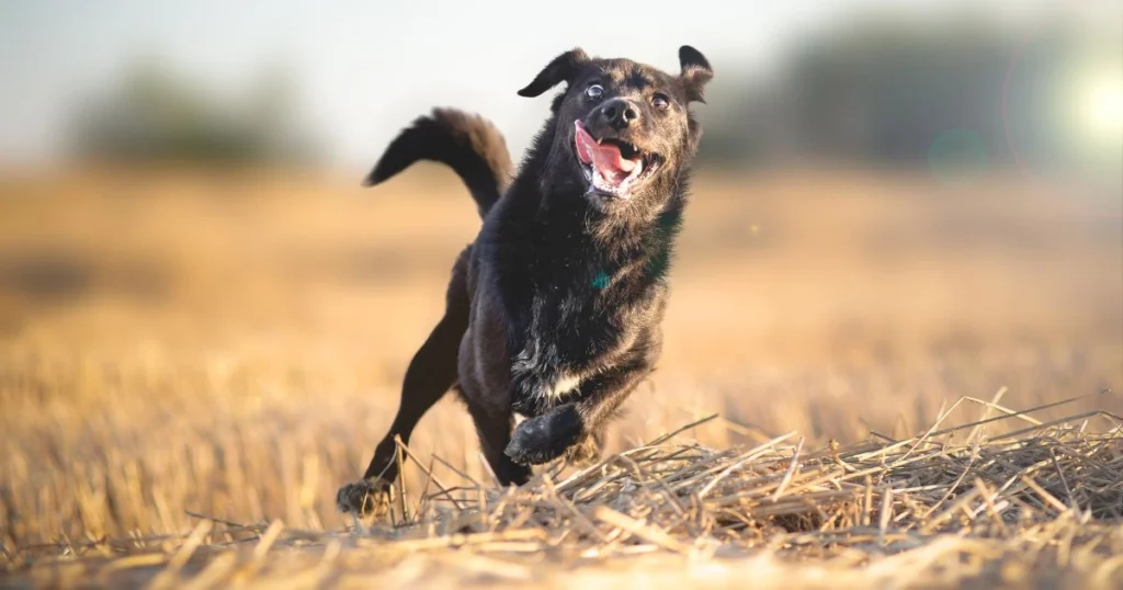 how do you get skunk off a dog