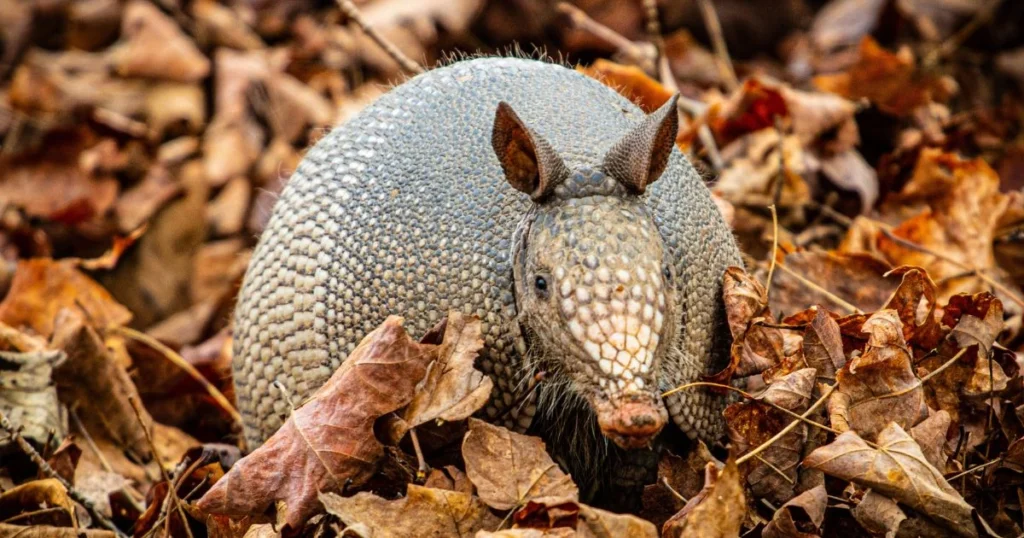 why do armadillos have leprosy