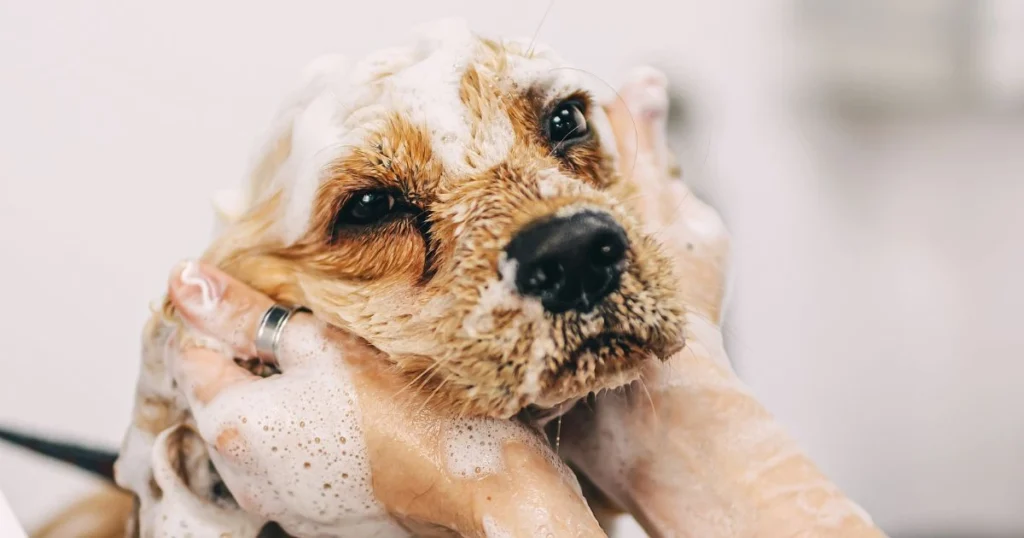 baking soda for skunk smell on dog