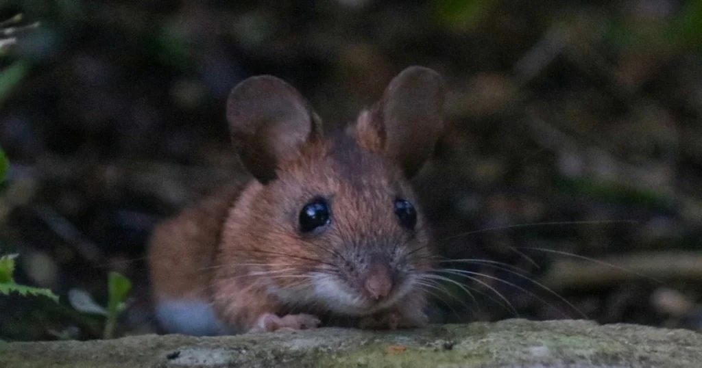 Release Mice in Winter