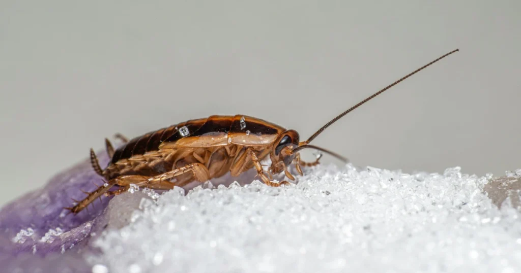 Sign of Cockroach Infestation Texas