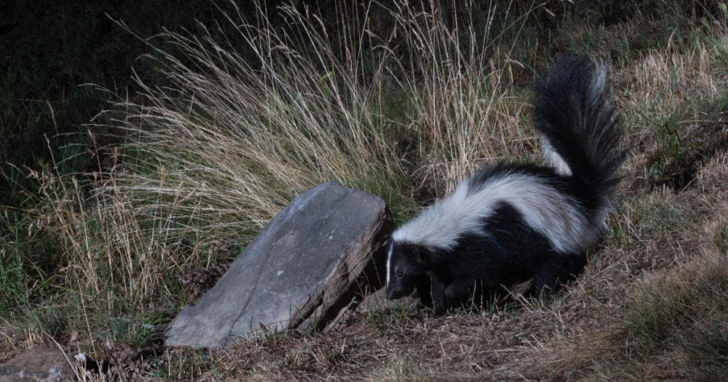 Skunk Poop vs Raccoon Poop Differences