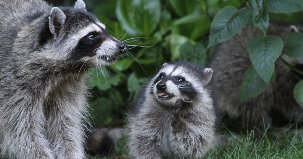 Skunk Poop vs Raccoon Poop Texas