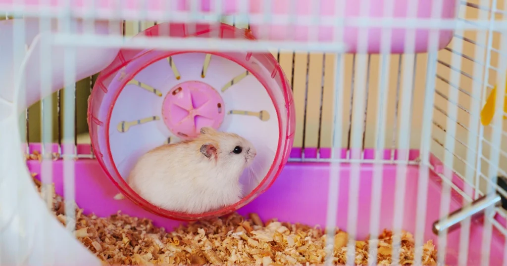 The Best Cage for Mice