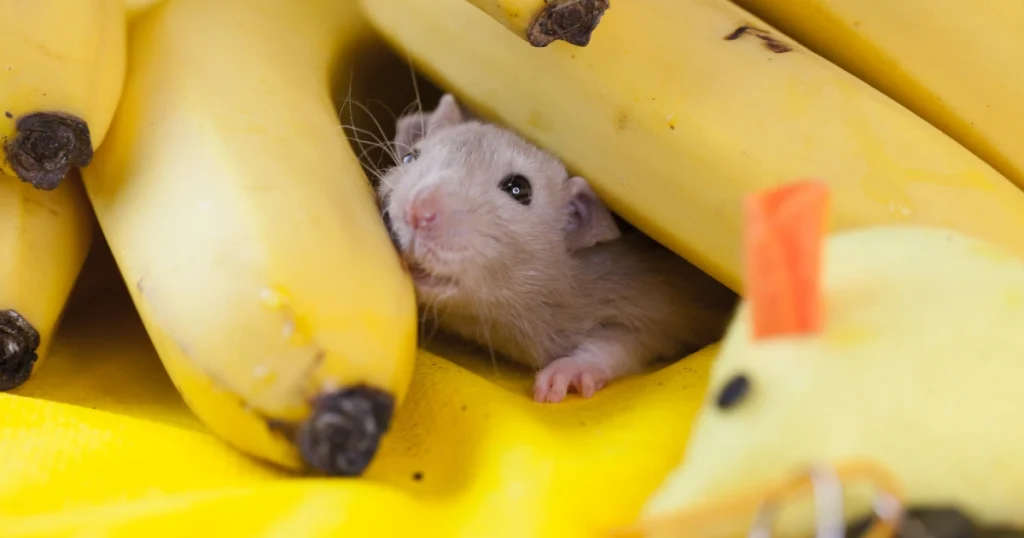 What Do Rats Eat A Comprehensive Guide to Rats’ Diets and Feeding Habits