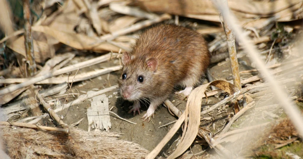 Where to Release Mice in Winter Texas