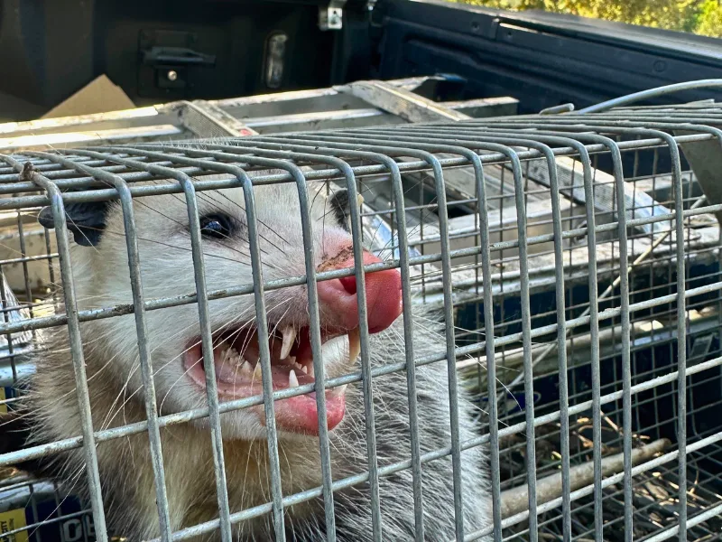 Hear From Our Clients: Wildlife Removal & Pest Control Reviews