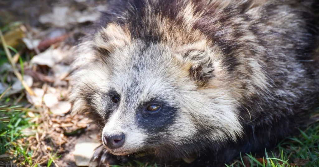 tanuki vs raccoon