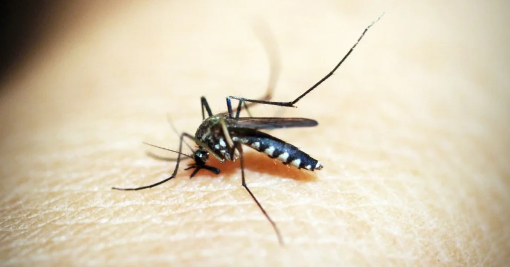 what causes mosquitoes in the house