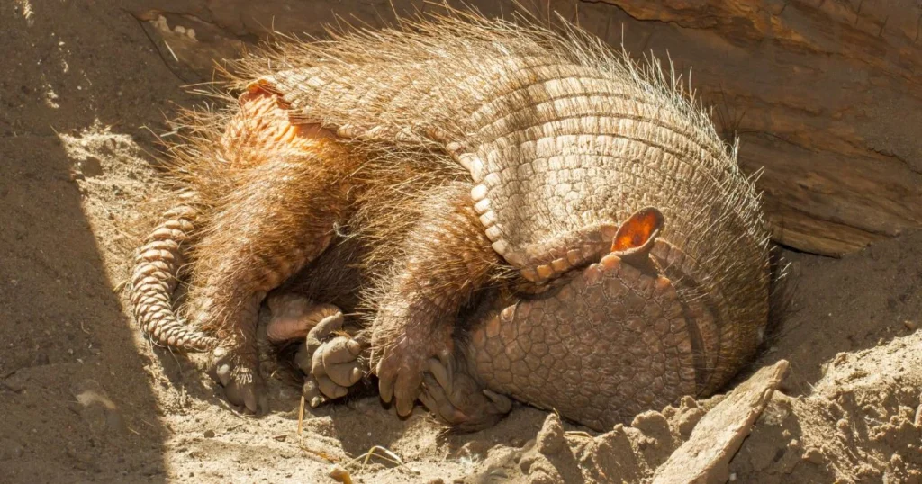 how do armadillos sleep