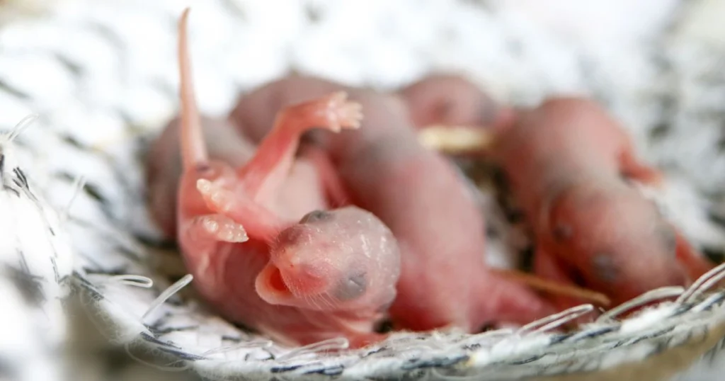 how to take care of baby rats