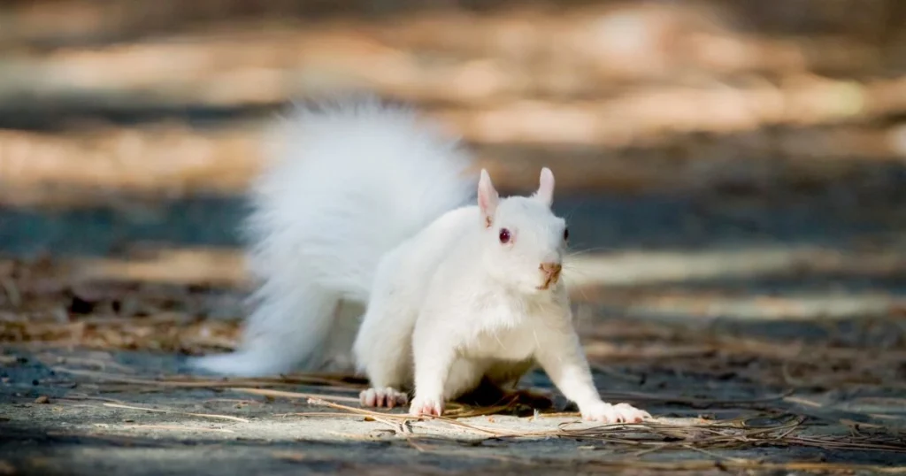 white squirrel