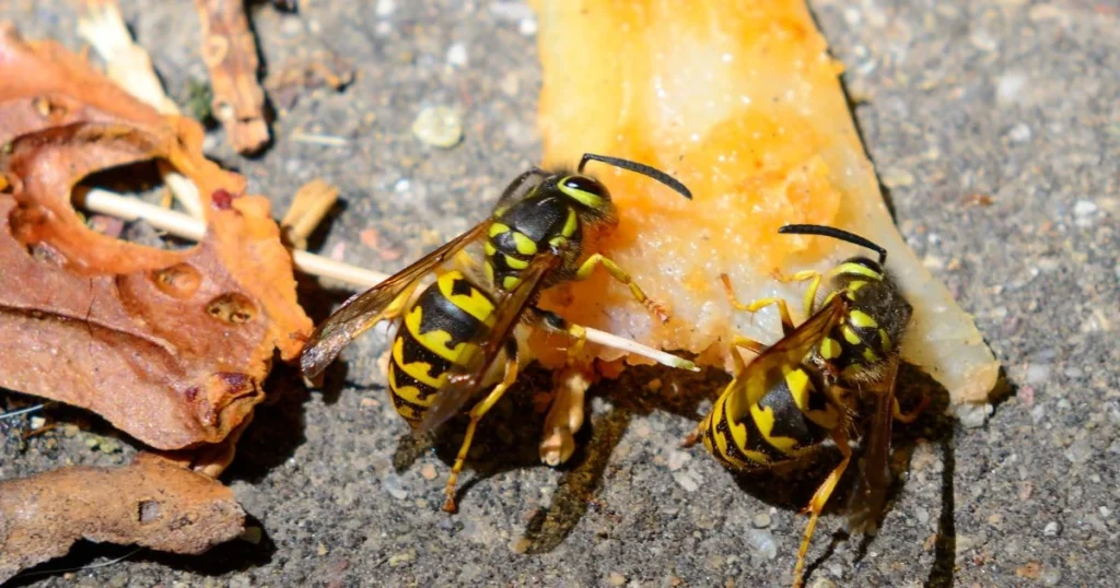 wasp yellow jacket