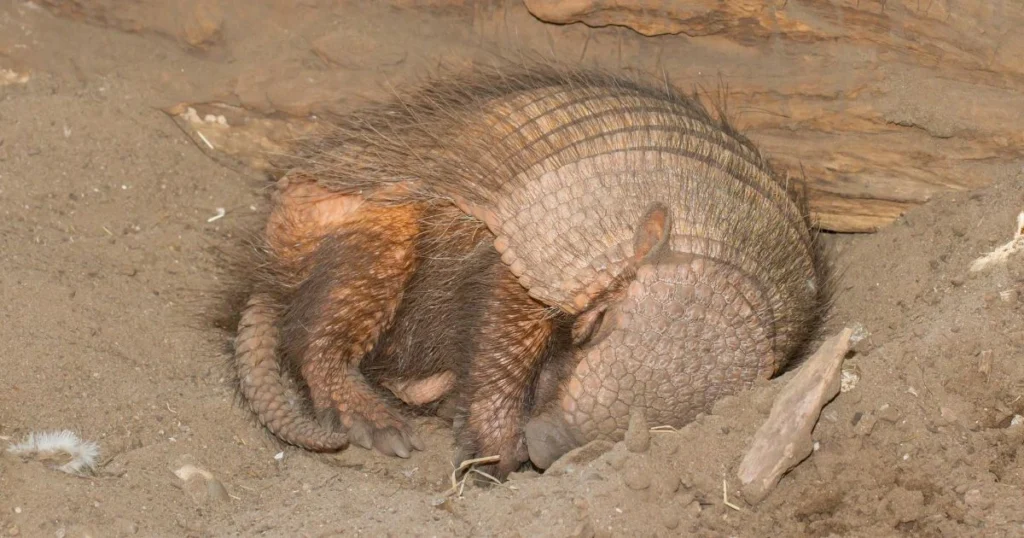 do armadillos hibernate in the winter