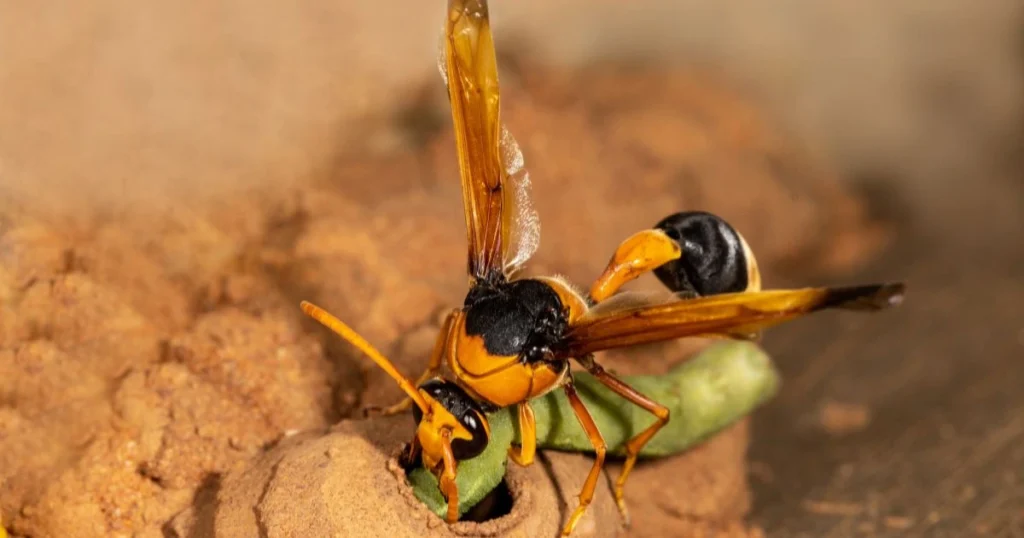 orange looking wasp