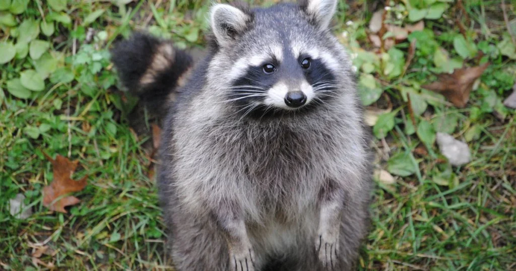 what's a raccoon look like