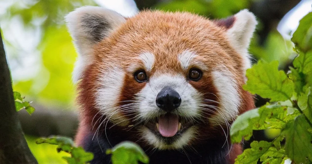 is a red panda related to a raccoon