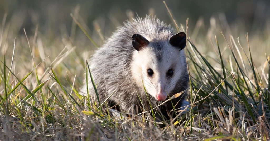 male vs female opossum anatomy