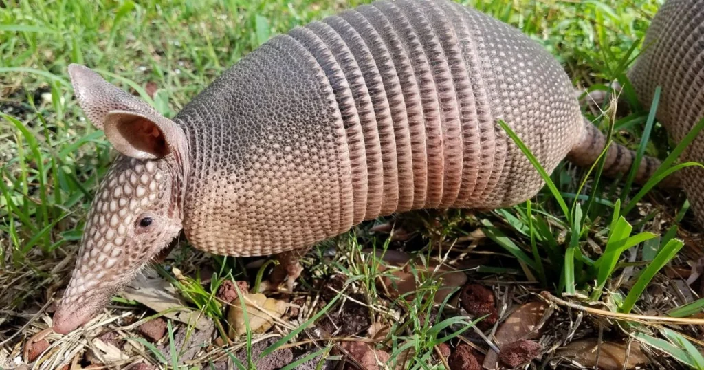 what do armadillos carry