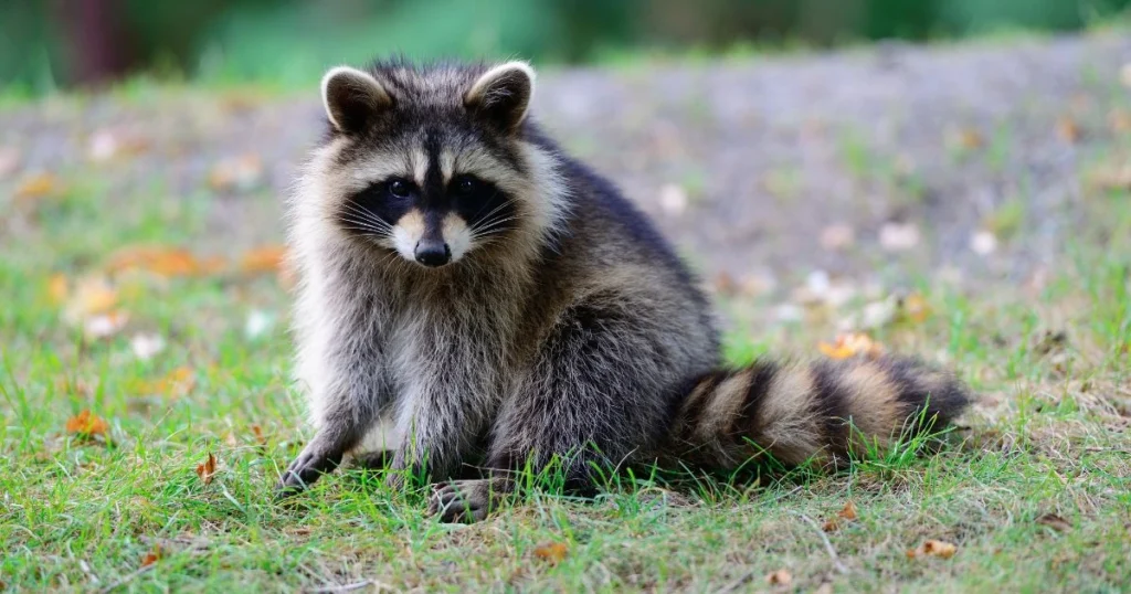 raccoon habitat