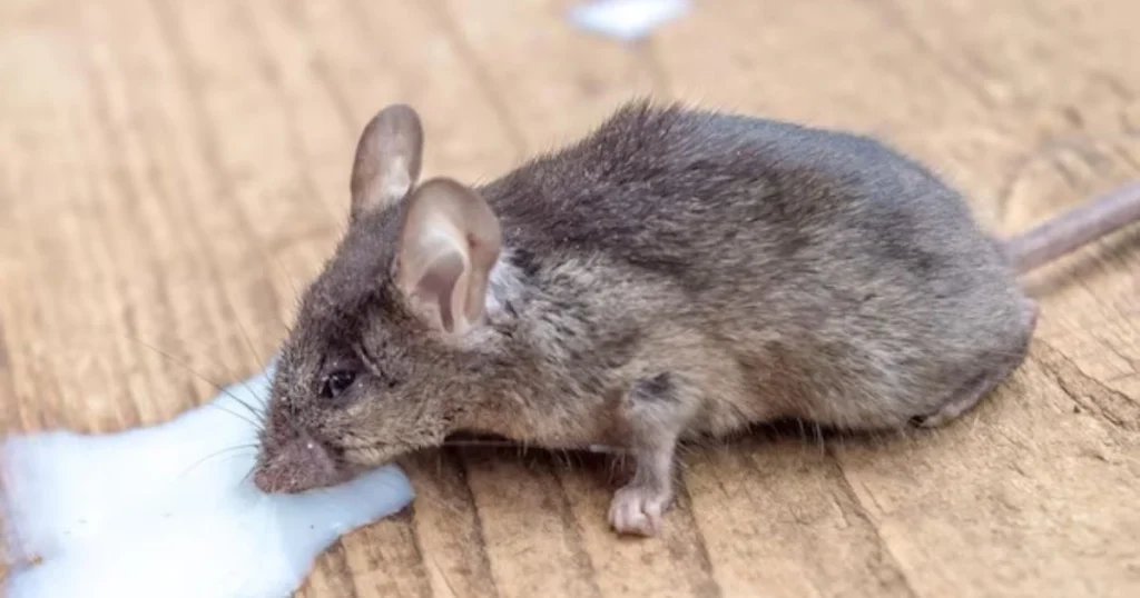 can you feed baby mice cow milk