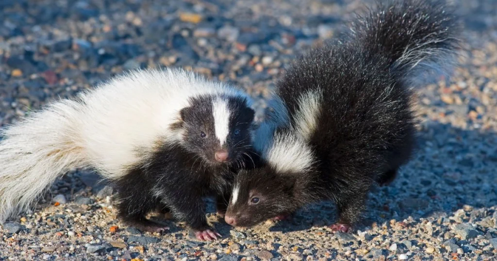 skunk with babies