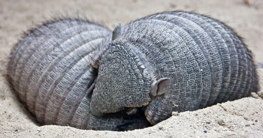 where do armadillos sleep