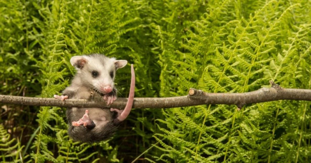 how long do opossum live