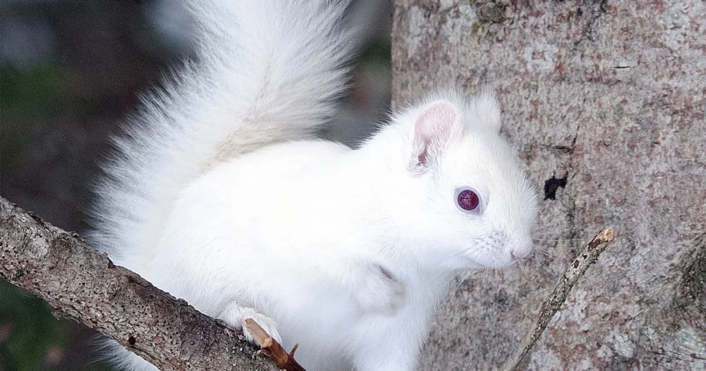 all white squirrel