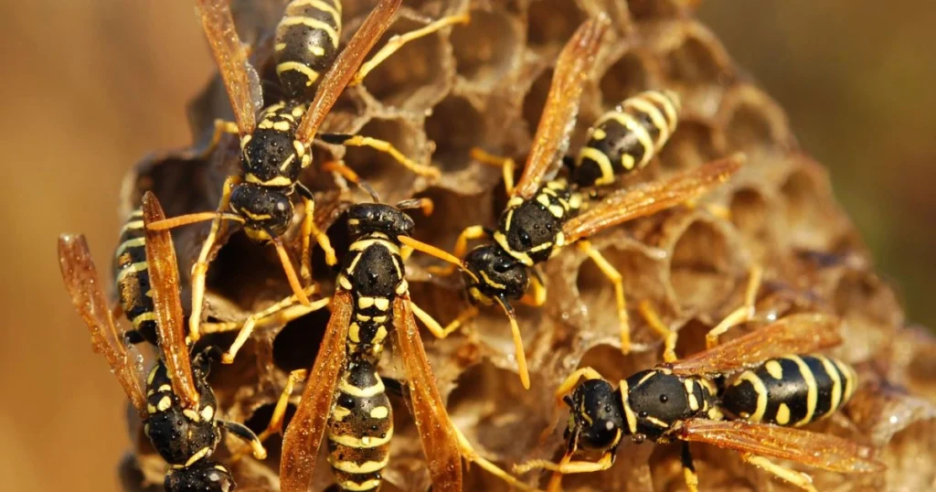 yellow and orange wasp