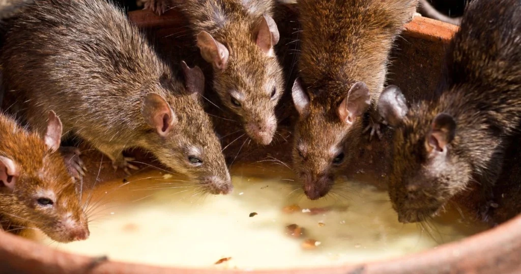 what food is bad for rats