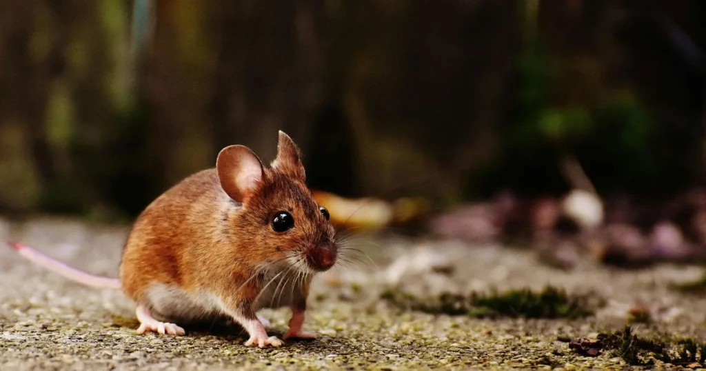 what is the difference between mice and rats