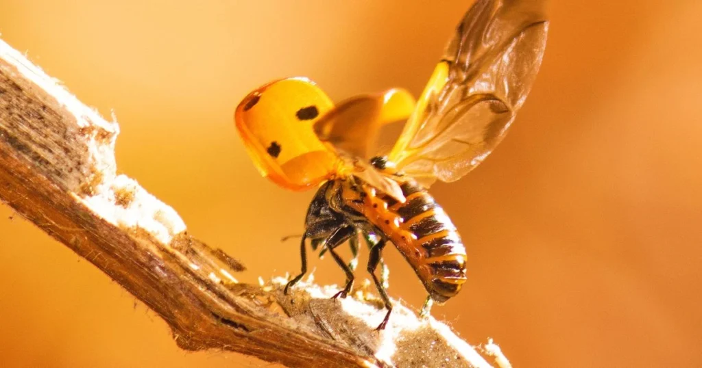 big orange wasp
