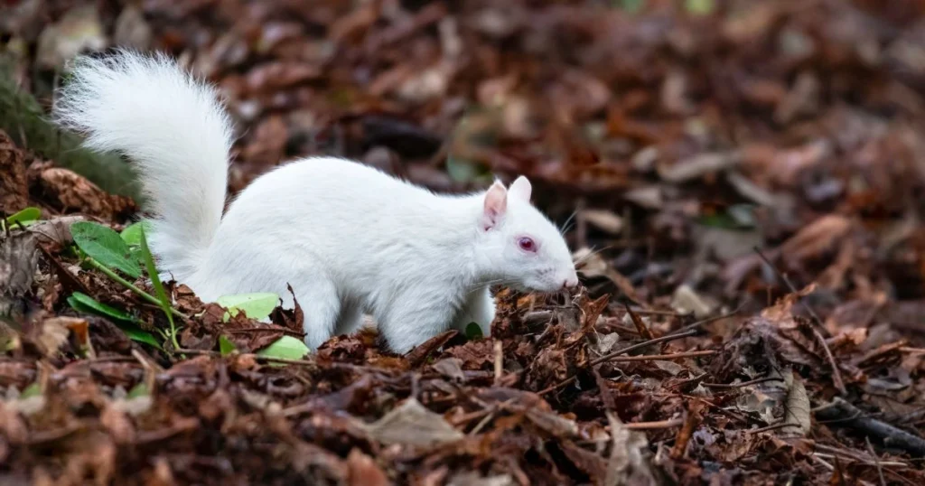 albino squirrel