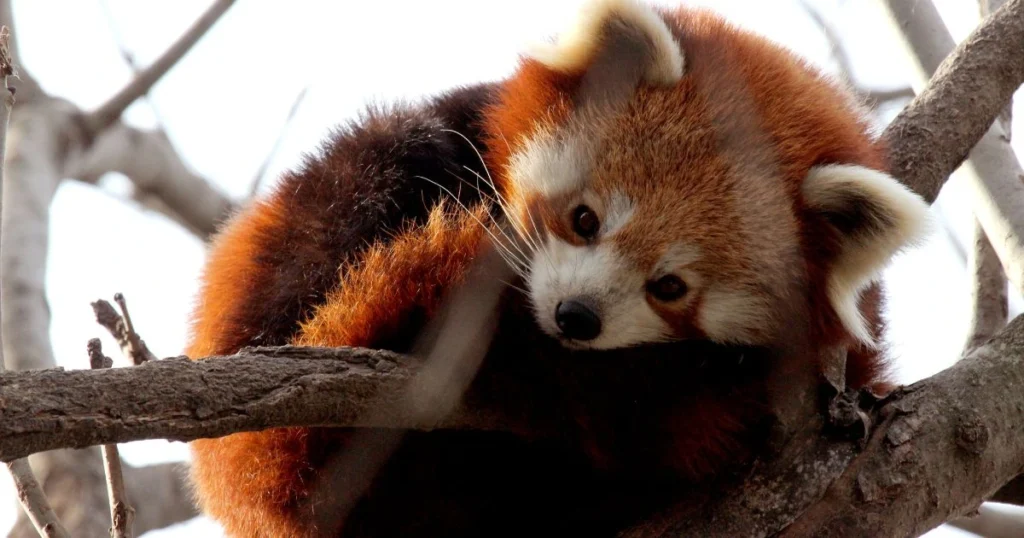 is a red panda a raccoon